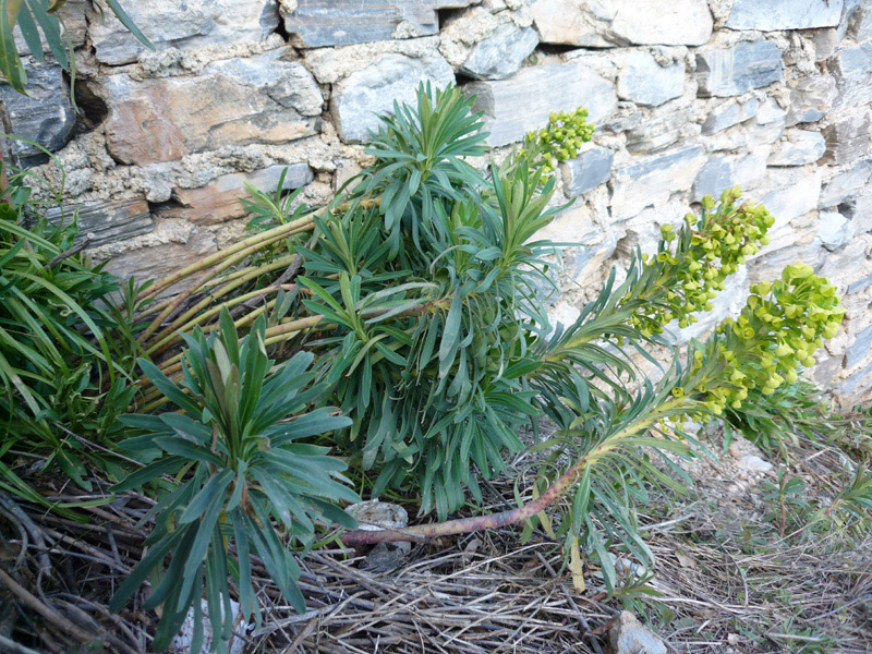 Euphorbia characias